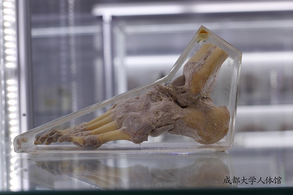 鱼骨架