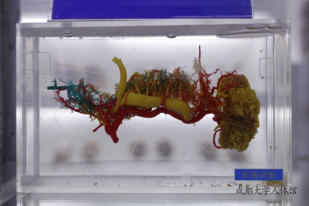 开运体育app官网安全访问人体馆是在