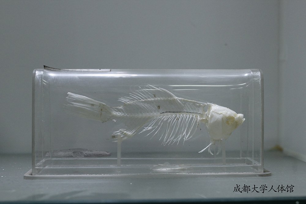 中药发展简介